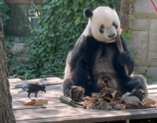 Панда, живущая в зоопарке, завела себе «ручную птичку»