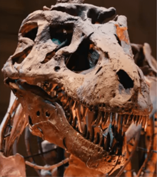 Скептичная женщина утверждает, что динозавров не существовало, иначе их кости были бы везде