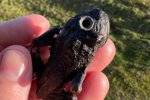 Гуляя возле озера, отец с детьми нашли мёртвую жабу с пулей в голове