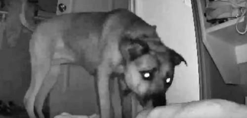 Камера видеонаблюдения помогла уличить собаку, ворующую полотенца
