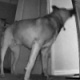 Камера видеонаблюдения помогла уличить собаку, ворующую полотенца