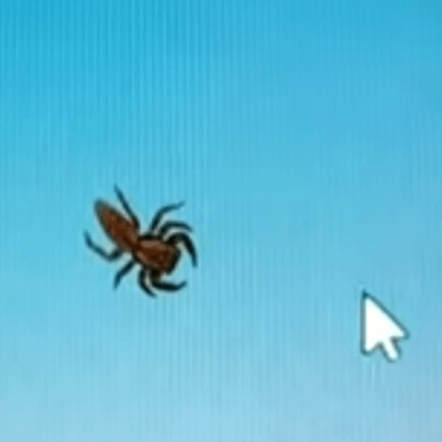 Крошечный паук, пожелавший поймать курсор на экране, ничего не добился
