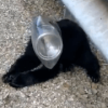 Женщина спасла медвежонка, надевшего себе на голову пластиковую банку