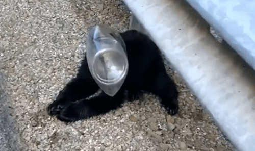 Женщина спасла медвежонка, надевшего себе на голову пластиковую банку