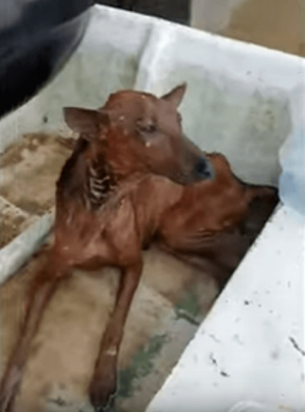 Неравнодушные люди спасли собаку от наводнения