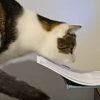 Кошка повадилась воровать бумагу из принтера
