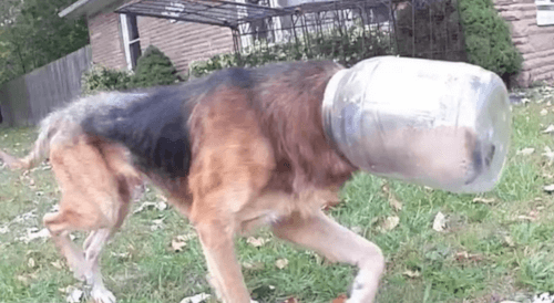 Голова собаки застряла в банке из-под сырных шариков