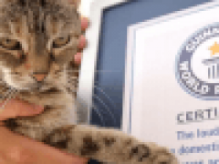 Громко мурлыкающая кошка попала в Книгу рекордов Гиннесса