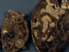 Родственники искали потерянную серьгу, но вместо этого нашли артефакты викингов
