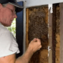 Спасатель удалил из жилого дома большой улей с пчёлами