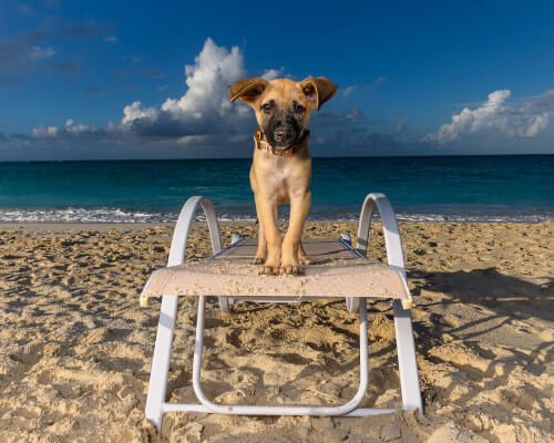Фотографии щенков на пляже помогают юным собакам найти новых хозяев