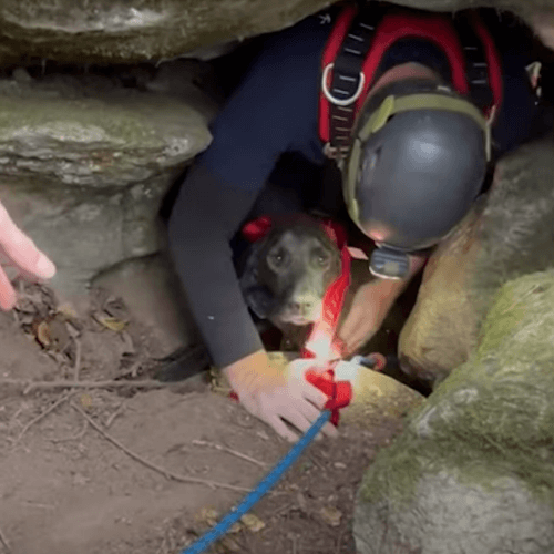 Собака попала в ловушку и три дня просидела в пещере в компании спящего медведя