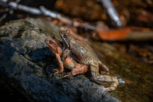 Самки лягушек притворяются мёртвыми, чтобы избежать домогательств похотливых самцов