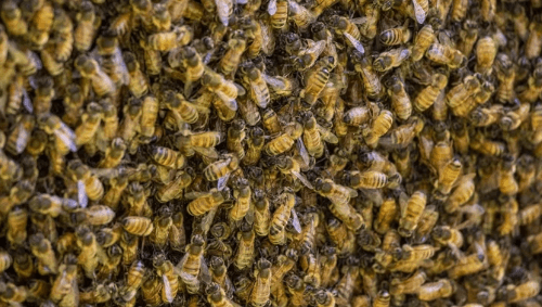 Знахарь призвал пчёл, которые выследили двух воровок и заставили их вернуть украденные деньги