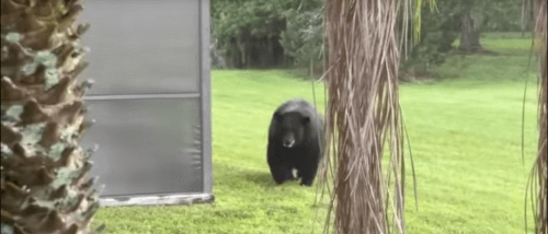 Медведь стащил из холодильника рыбные палочки и клубничный сироп