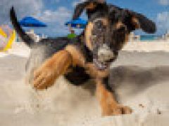 Фотографии щенков на пляже помогают юным собакам найти новых хозяев