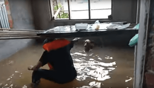 Неравнодушные люди спасли собаку от наводнения