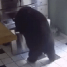 Пока хозяйки не было дома, медведь проник на её кухню и украл лазанью