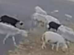 Сбежавшее стадо овец захватило чужой двор и оставило после себя беспорядок