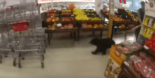Полицейские выдворили медвежонка из продуктового магазина