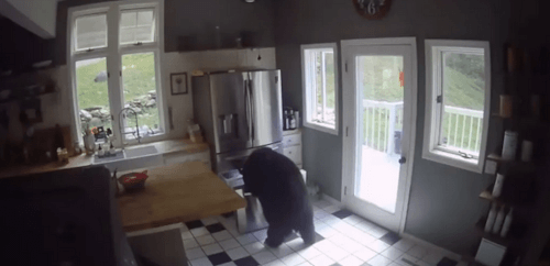 Пока хозяйки не было дома, медведь проник на её кухню и украл лазанью