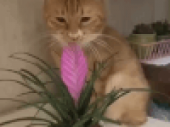 Кошка передумала есть растение и сделала вид, что собиралась зевнуть