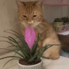 Кошка передумала есть растение и сделала вид, что собиралась зевнуть