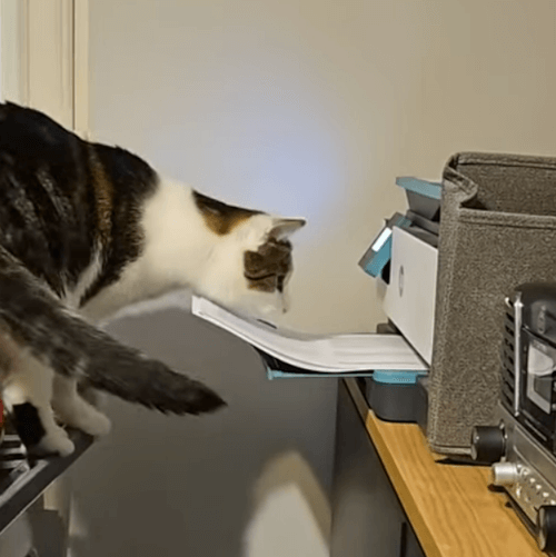Кошка повадилась воровать бумагу из принтера