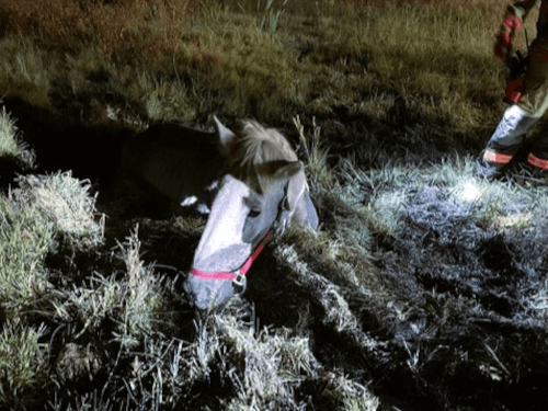 Пожарные и селяне спасли лошадь, чуть не утонувшую в болоте