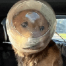 Голова собаки застряла в банке из-под сырных шариков