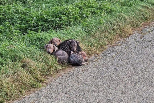 Неравнодушные строители спасли щенков, которых бросили на обочине дороги