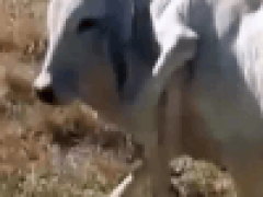 Корова, родившаяся с шестью ногами, удивила ветеринаров тем, что выжила