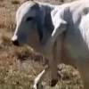 Корова, родившаяся с шестью ногами, удивила ветеринаров тем, что выжила