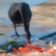 Чёрный лебедь покормил голодных рыб