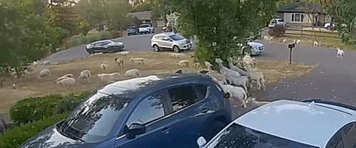 Сбежавшее стадо овец захватило чужой двор и оставило после себя беспорядок