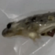 В пакете шпината покупательница нашла мёртвую лягушку