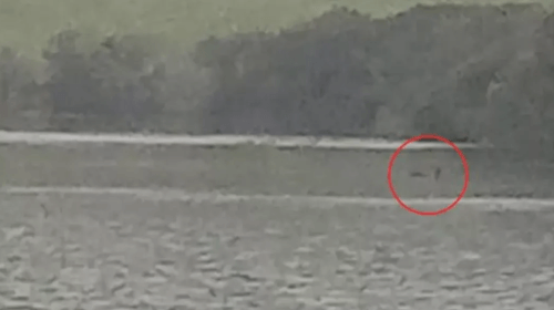 Очевидец полагает, что заметил в озере Лох-Несс легендарного монстра