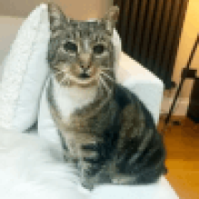 Кот, потерявшийся 11 лет назад, нашёлся в 15-ти минутах от дома