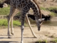 Длинные ноги не позволили детёнышу жирафа напиться