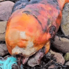 Останки оранжевого существа, выброшенные на берег, озадачили даже экспертов