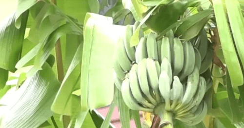 Мужчина незаконно посадил банановые деревья на разделительной полосе дороги