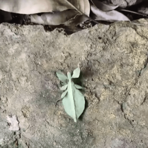 Древесный лист, в который тыкали палочкой, оказался насекомым и уполз от обидчика