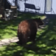 Качавшаяся на качелях девочка не сразу заметила медведя