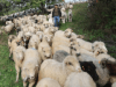 Стадо овец пропало с фермы, но вскоре нашлось на дороге