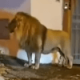 Горожанам запретили выходить на улицу из-за льва, сбежавшего из цирка