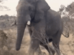 Преследуя джип с туристами, слон со злости сломал дерево