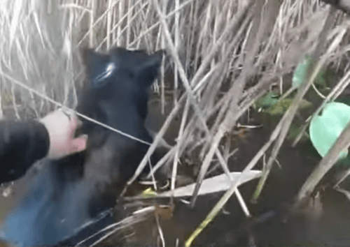 Слепую собаку успешно спасли из пруда