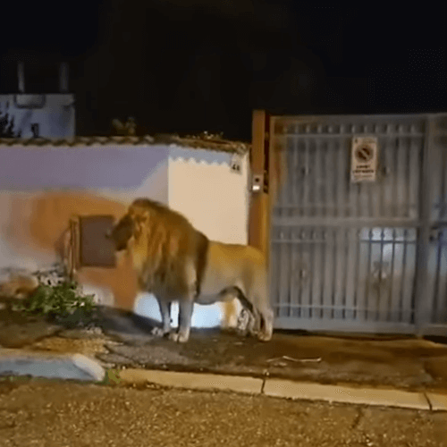 Горожанам запретили выходить на улицу из-за льва, сбежавшего из цирка