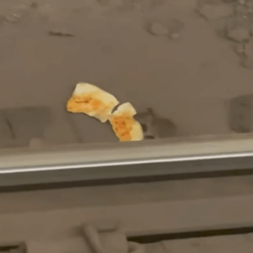 Крысы в метро не поделили кусок пиццы и устроили «перетягивание каната»