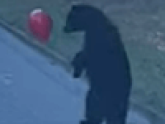 Красный воздушный шар улетел от игривого медвежонка